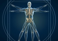 Body and skeleton in vitruvian man - this is a 3d render illustration